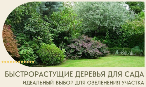 Быстрорастущие деревья для сада идеальный выбор в Баксане