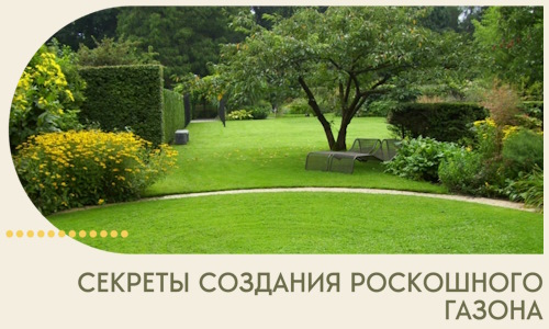 Секреты создания роскошного газона в Баксане